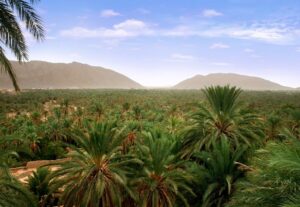 les oasis du Maroc : merveilles naturelles et vie traditionnelle