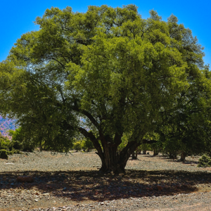 Festival Jazz sous l’Arganier à Essaouira